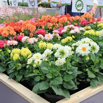 Dalie - odmiany z grupy Dahlini, w tym nowe 'Rose' i 'Orange', fot. Syngenta